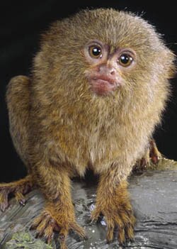 marmoset