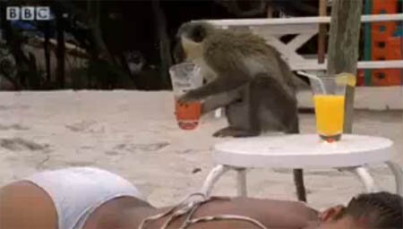 MOnkey Alcoholic