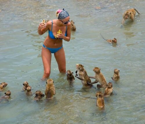 Monkey Attack