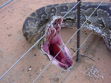 Scary Snake