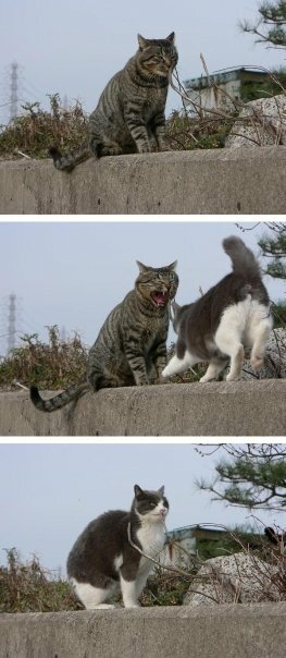 Cat New King of the Hill