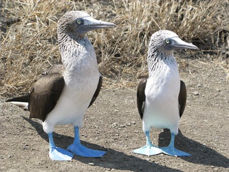 Pair of Boobies
