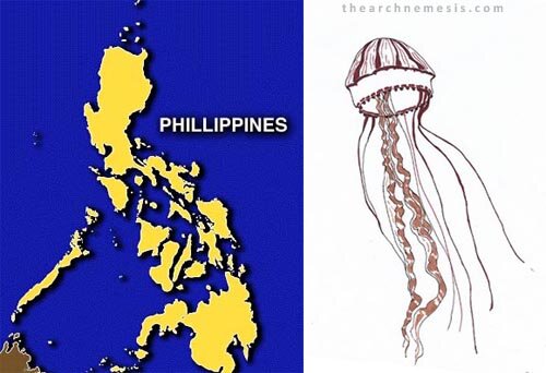philippines jellyfish