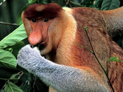 Proboscis Monkey