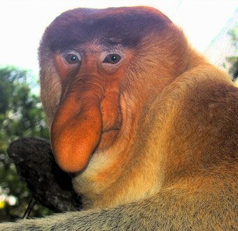 Proboscis