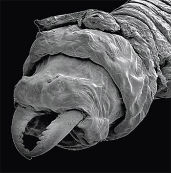 Sandworms