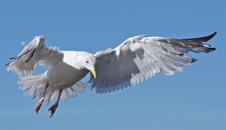 Seagull