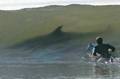 Shark Surfer