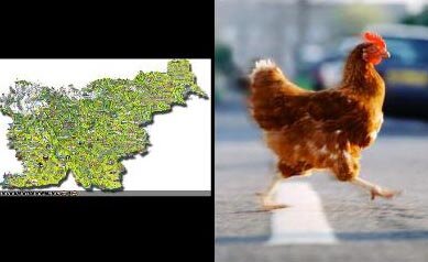Slovenia Running Chicken