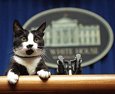 Socks the Cat
