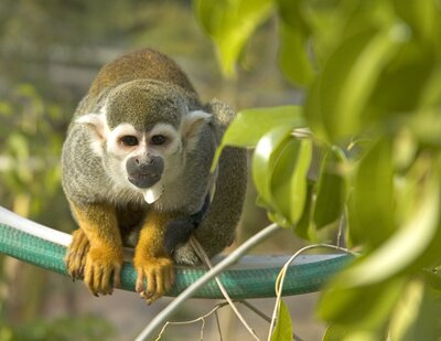 Spider Monkey