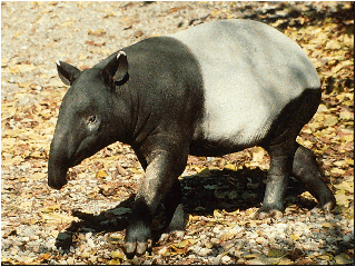 Tapir