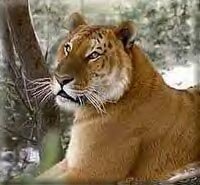 Tigon