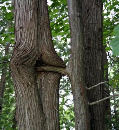 tree intercourse