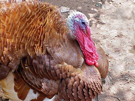 Turkey