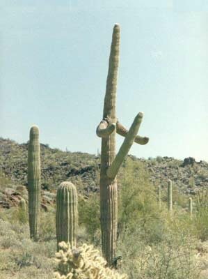 Well sprouted cactus