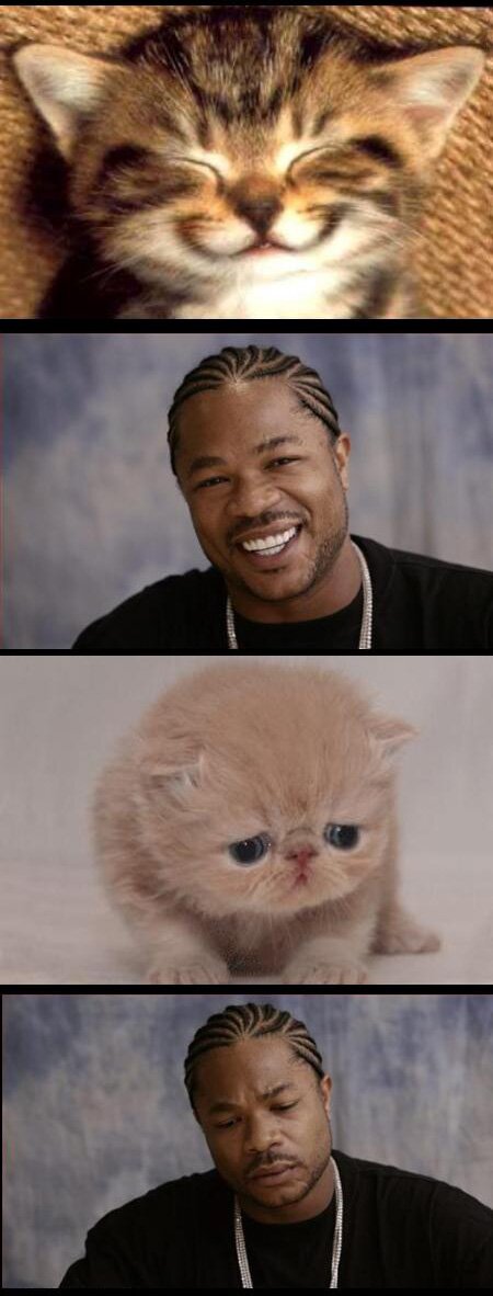 Xzibit Cat